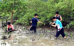 Quảng Ninh: Khó phát triển hay quản lý yếu kém dự án trồng rừng ngập mặn?