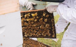 Lọ mật ong giá 40 triệu đồng được làm từ loại ong gì mà đắt thế?