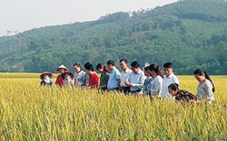 Bón phân Lâm Thao, lúa mùa đạt năng suất cao