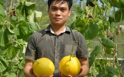 Thanh Hóa: Bác sỹ trồng thêm dưa vàng óng thu hơn 200 triệu/năm