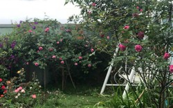 "Triệu đóa hồng" khoe sắc trong khu vườn 600m2 của cô giáo dạy Văn ở Đà Lạt