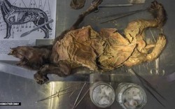 Bí ẩn xác ướp chó sói 18.000 năm tuổi đóng băng ở Siberia