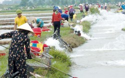 Thái Bình: Mùa rươi, cả làng ra đồng vớt như trẩy hội, thu 20 tỷ