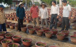 Đà Nẵng: Dạy nghề “cầm tay chỉ việc", nông dân dễ làm theo