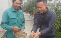 Thái Bình: Trồng thứ cây dại đầy gai, 4 tháng bỏ túi cả trăm triệu