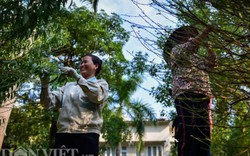 Ảnh, clip: Nông dân Nhật Tân tất bật chăm đào tuốt lá đón Tết 2020