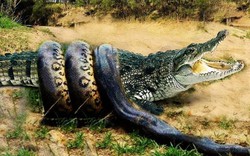 "Mãng xà" khổng lồ liều lĩnh đòi ăn thịt cá sấu và cái kết
