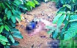 NÓNG: Bắt nghi phạm sát hại 1 phụ nữ, vứt xác trong rẫy cà phê