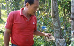 Sản vật rừng Đam Rông “lên đời” OCOP