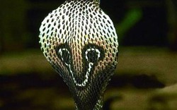 10 loài rắn tên nghe đã kinh khiếp, nhìn vào lại tầm cỡ “mê mẩn”