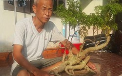 Thái Bình: Đưa "nhân sâm người nghèo" lên làm bonsai, thu tiền to