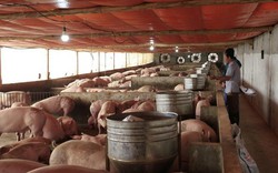 Lào Cai: Một nông dân thu cả trăm triệu mỗi ngày nhờ nuôi lợn