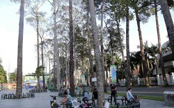Sau khi “hóa kiếp” công viên ở TP.HCM thành quảng trường, cả chục cây cổ thụ chết khô