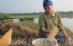 Hải Dương: Ở đây dân đổi đời nhờ loài bò ngang "nhát chết"