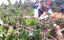 Gia Lai: Thực hư vườn cà phê chín đỏ bị huyện cưỡng chế chặt hạ