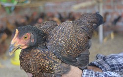 Loài gà ngon nức tiếng Quảng Nam hướng đến sản phẩm OCOP