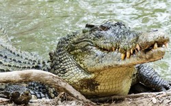Đàn cá sấu mỗi tháng ăn thịt một người ở quốc gia Đông Nam Á