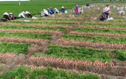 Bắc Ninh xây dựng vùng chuyên canh cà rốt xuất khẩu 12ha