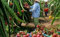 Tiền Giang: “Sắc vóc” của 2 huyện nông thôn mới
