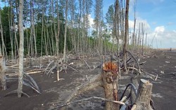 Cà Mau: Yêu cầu kiểm tra toàn bộ tuyến rừng phòng hộ bị chặt phá