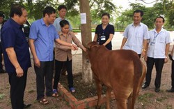 “Ngân hàng bò” trao cơ hội thoát nghèo cho nông dân Kinh Bắc