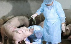 Chăn nuôi an toàn sinh học: "Chìa khóa" phòng chống dịch tả lợn Châu Phi