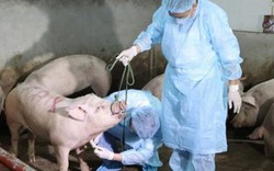 Chăn nuôi an toàn sinh học: "Chìa khóa" phòng chống dịch tả lợn Châu Phi
