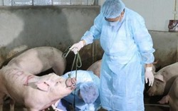CLIP: Nguyên tắc tiêu hủy lợn dịch tả lợn châu Phi bằng phương pháp đốt
