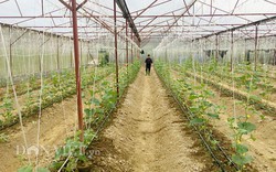 Bắc Kạn: Thanh niên rủ nhau nuôi ong, trồng dưa, 2 năm đã có tiền tỷ