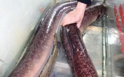 Ngư dân Nghệ An bắt được 2 con cá lệch "siêu to khổng lồ", dài 1,7m