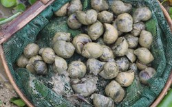 Bỏ nghề thổi bễ đi nuôi giống ốc "siêu đẻ", bán giá 100.000 đồng/kg