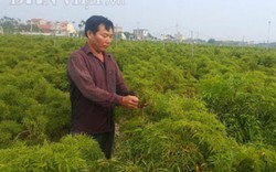Nam Định: Nông dân mua phân bón Lâm Thao, 6 tháng mới phải trả tiền