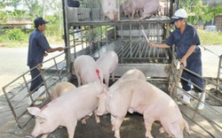 Kiểm soát chặt vận chuyển, buôn bán lợn tránh dịch tả lợn CP lây lan