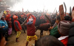 Nepal: 200 người dùng dao, kiếm thảm sát 3.500 con trâu trong khu đất rộng bằng sân bóng đá