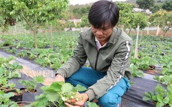 Sơn La: Mang giống dâu tây trồng bạt ngàn nơi heo hút, thu lãi lớn