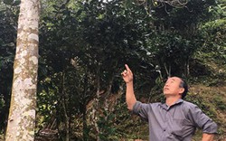 Loài cây đặc biệt giúp người dân Bình Văn "đuổi nghèo"
