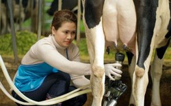 7 ngày mục sở thị cảnh chăm sóc đàn bò sữa Cô Gái Hà Lan