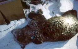 Nga: Gấu nâu 1 tạ đột nhập vào nhà, khi ra chủ nhà chỉ còn tay chân