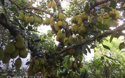 Những cụ cây vàng ròng: Trĩu trịt hàng trăm trái, thu về cả "gia tài"