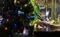 Lươn điện đăng status lên mạng xã hội, tự thắp sáng cây thông Noel