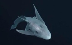 Tận mắt xem cá mập ma tưởng chỉ có trong truyền thuyết dưới đáy biển ở độ sâu 2km