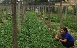 Hà Nội: 5 quận không còn hộ nghèo