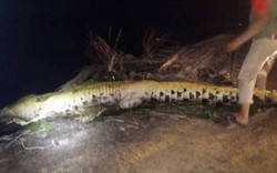 Malaysia: Bắn chết cá sấu 4,2m sổng chuồng, mổ bụng thấy cảnh rợn người