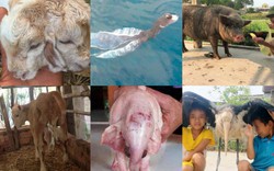 7 "nhân vật tầm cỡ" lạ độc nhất trong giới động vật Việt Nam 2019