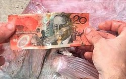 Ngư dân Úc tìm thấy “món quà” không ngờ khi mổ bụng cá hồng