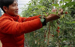 Trồng cà chua an toàn sinh học, giá bán cao gấp 15 lần