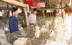 Sơn La: Lũ cuốn sạch 1.000 con vịt trời, gượng dậy nuôi thỏ trắng
