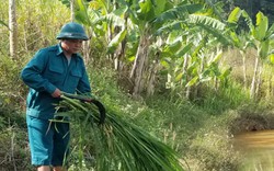 Lạng Sơn: Trang trại dưới thả cá trên nuôi gà bán Tết mà khấm khá