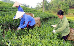 Supe Lâm Thao đồng hành nhà nông Thái Nguyên chăm sóc cây chè