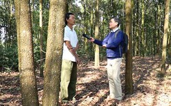 Sướng như dân Phú Thọ: Trồng rừng vừa có tiền vừa được cho tiền